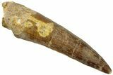 Fossil Spinosaurus Tooth - Real Dinosaur Tooth #318995-1
